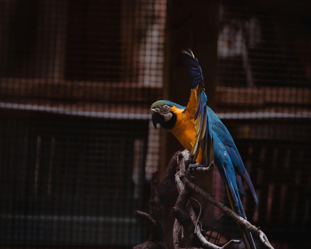 parrot jungle island